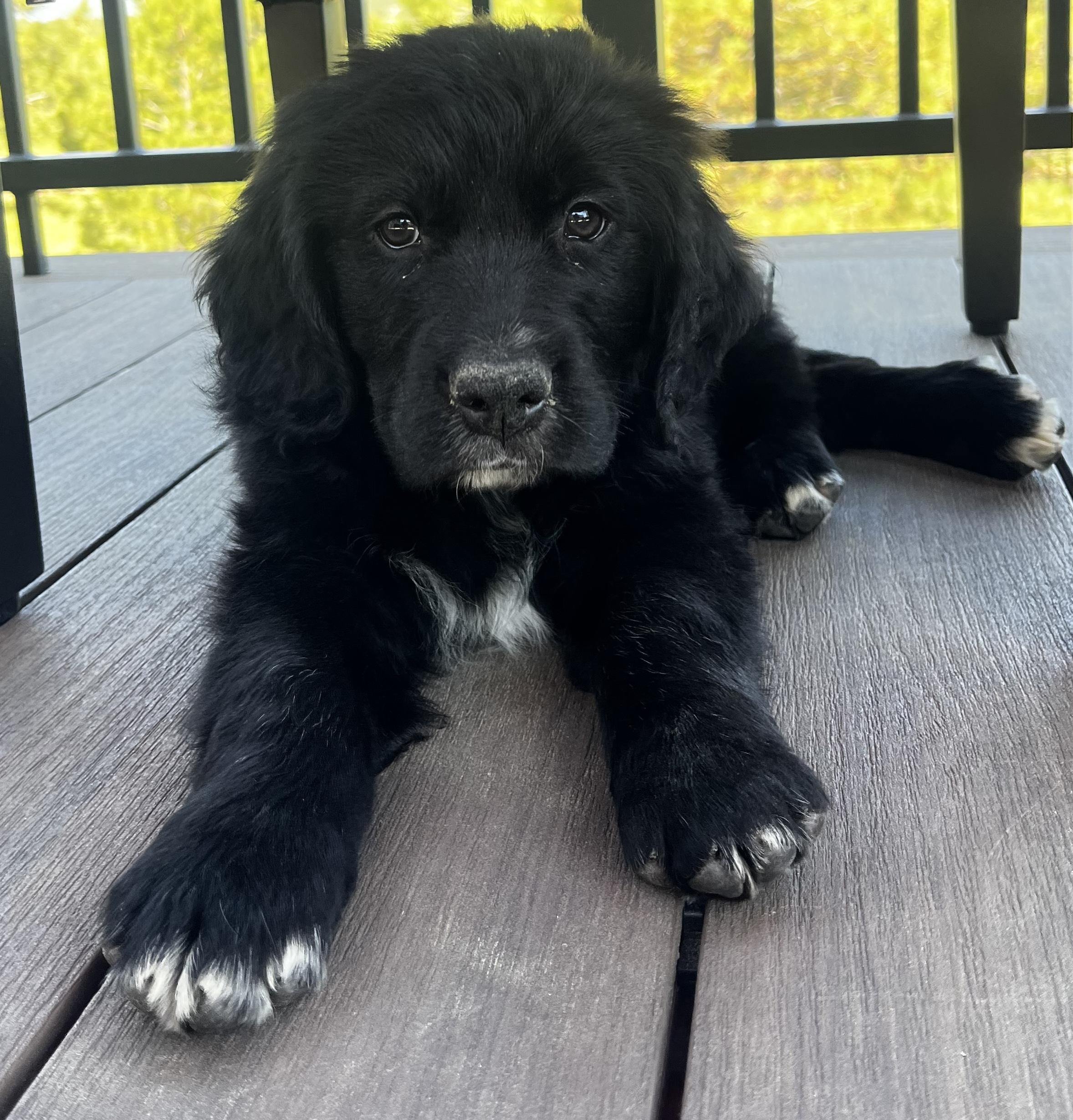 Beau at 8 weeks