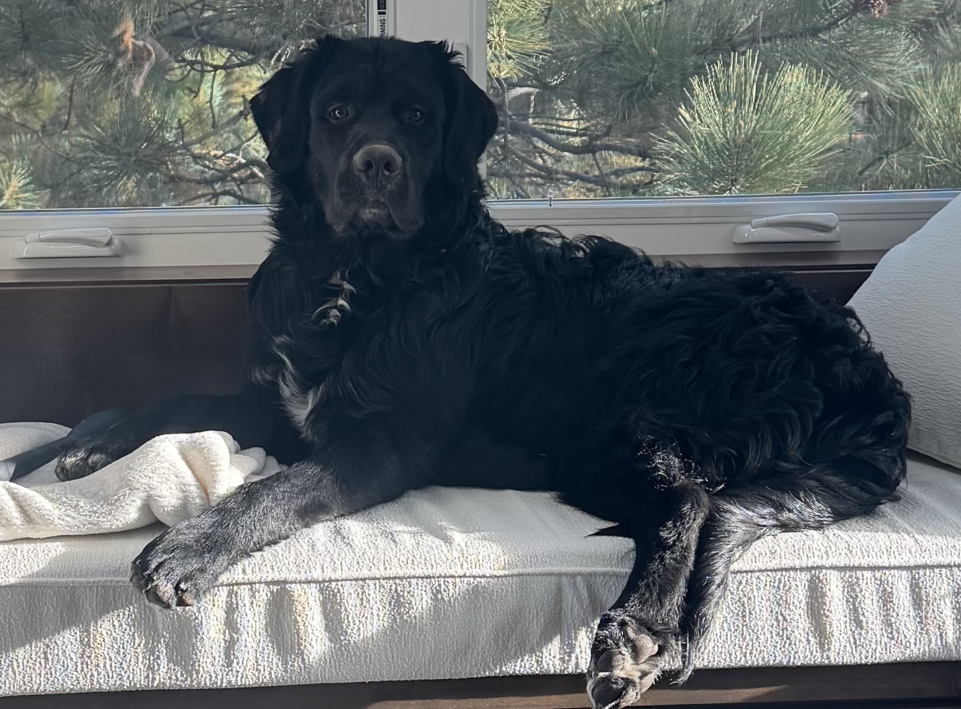 Beau by the window